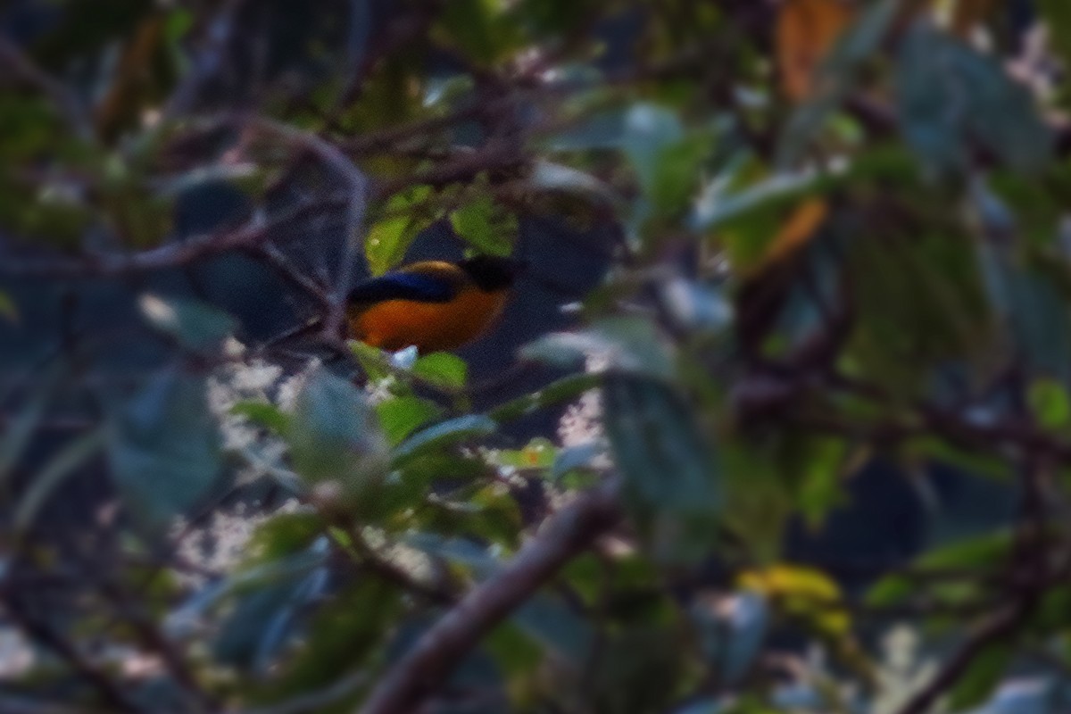 Black-chinned Mountain Tanager - ML42686061