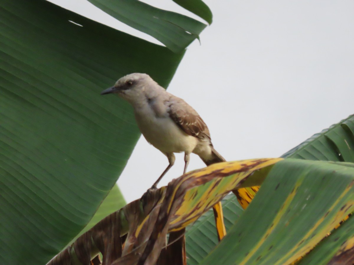 Tropical Mockingbird (Southern) - ML426863741
