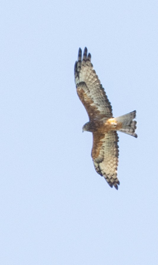 Square-tailed Kite - ML426869891