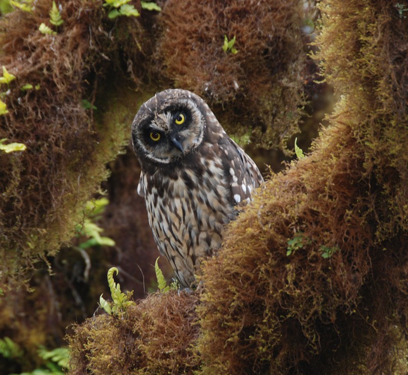 Short-eared Owl - Luis  Die