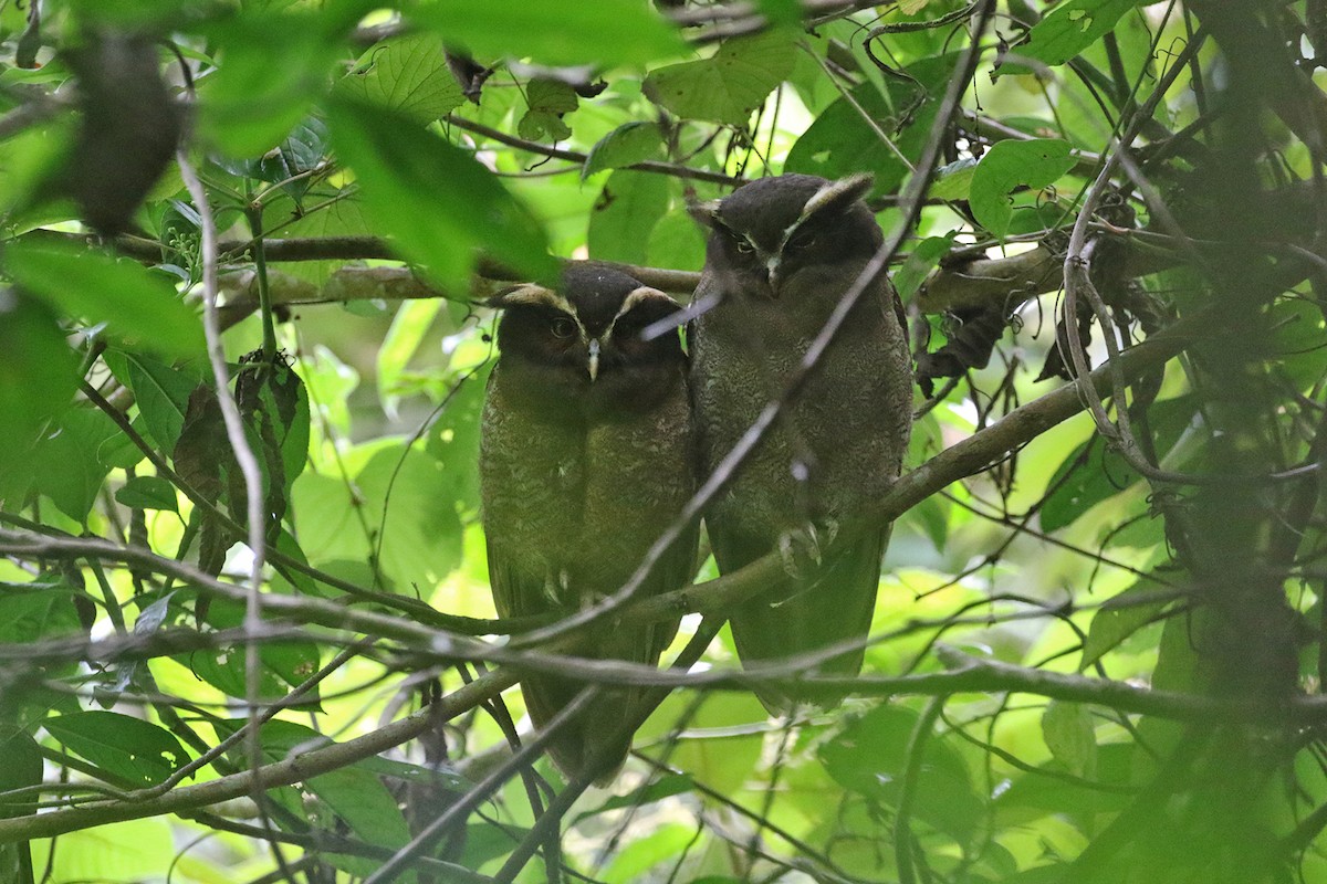 Crested Owl - ML426872071