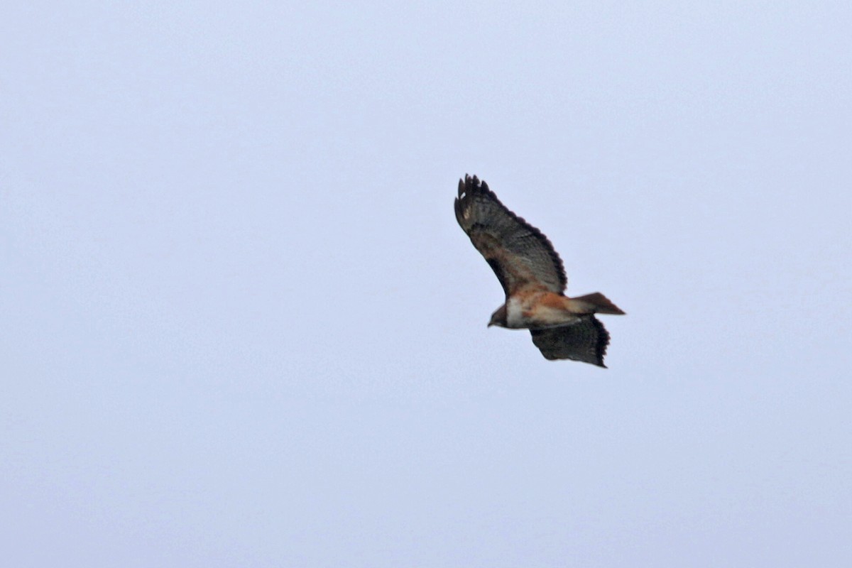 Red-tailed Hawk (costaricensis) - ML426875571