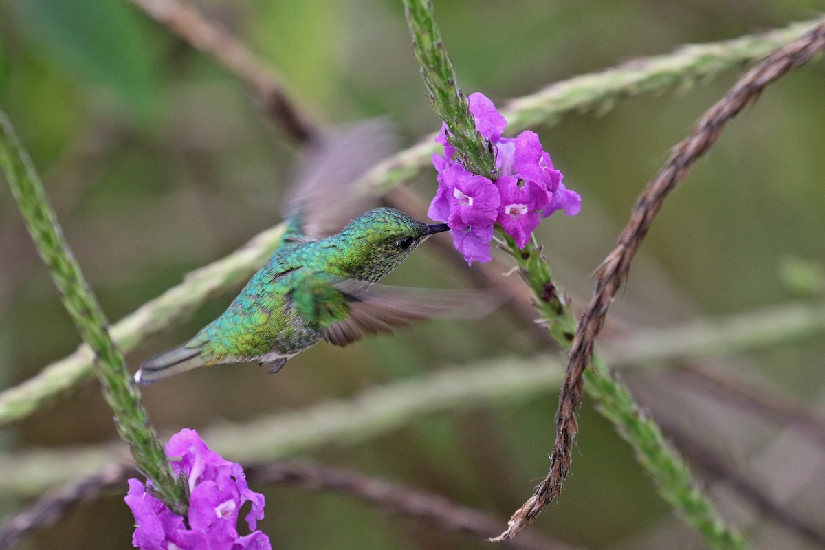 White-tailed Emerald - Charley Hesse TROPICAL BIRDING