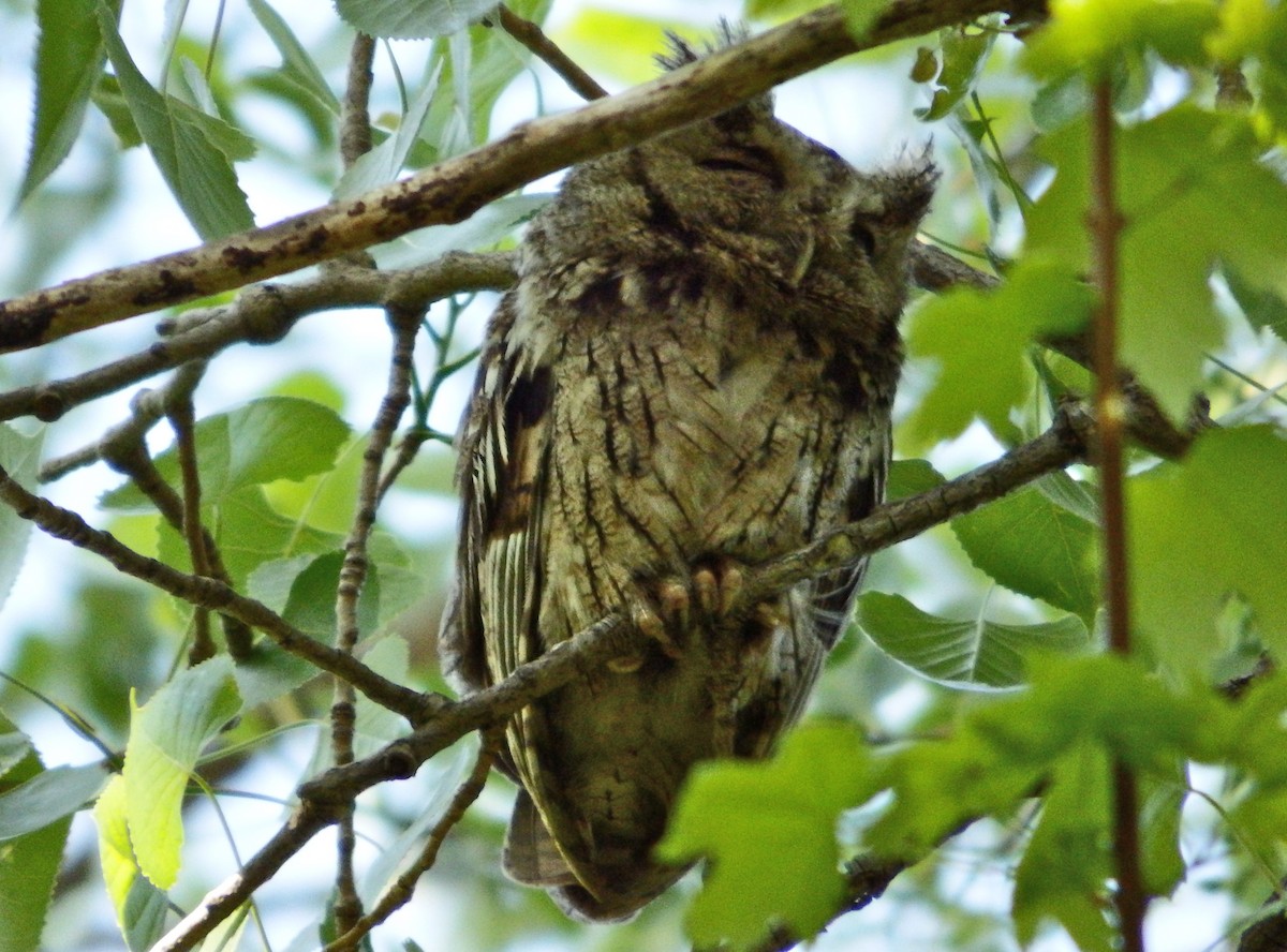Eastern Screech-Owl - Bill Ypsilantis