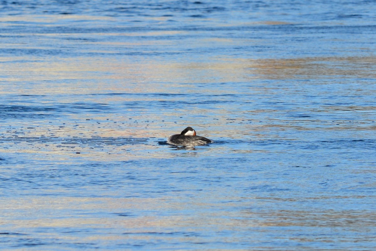 Red-necked Grebe - ML42688161