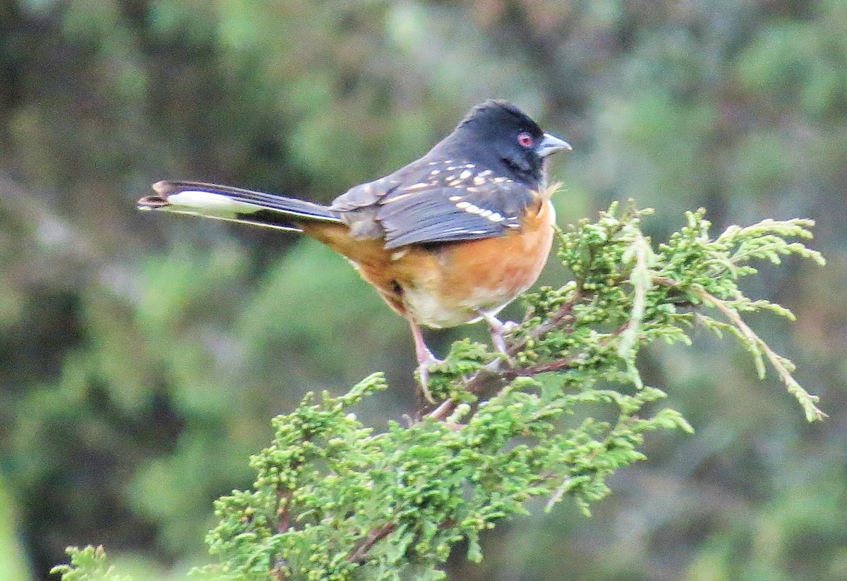 Spotted Towhee - Oliver  Komar