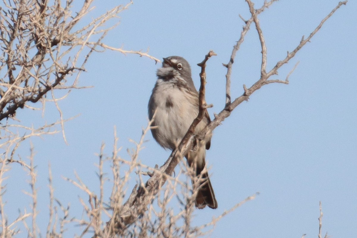 Sagebrush Sparrow - ML426888261