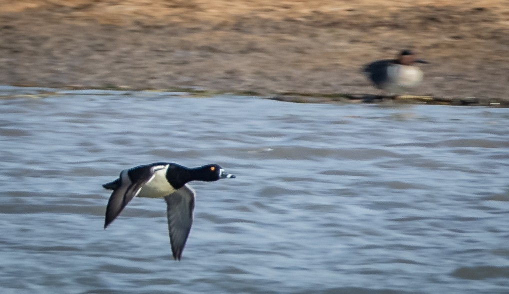 Ring-necked Duck - bj worth