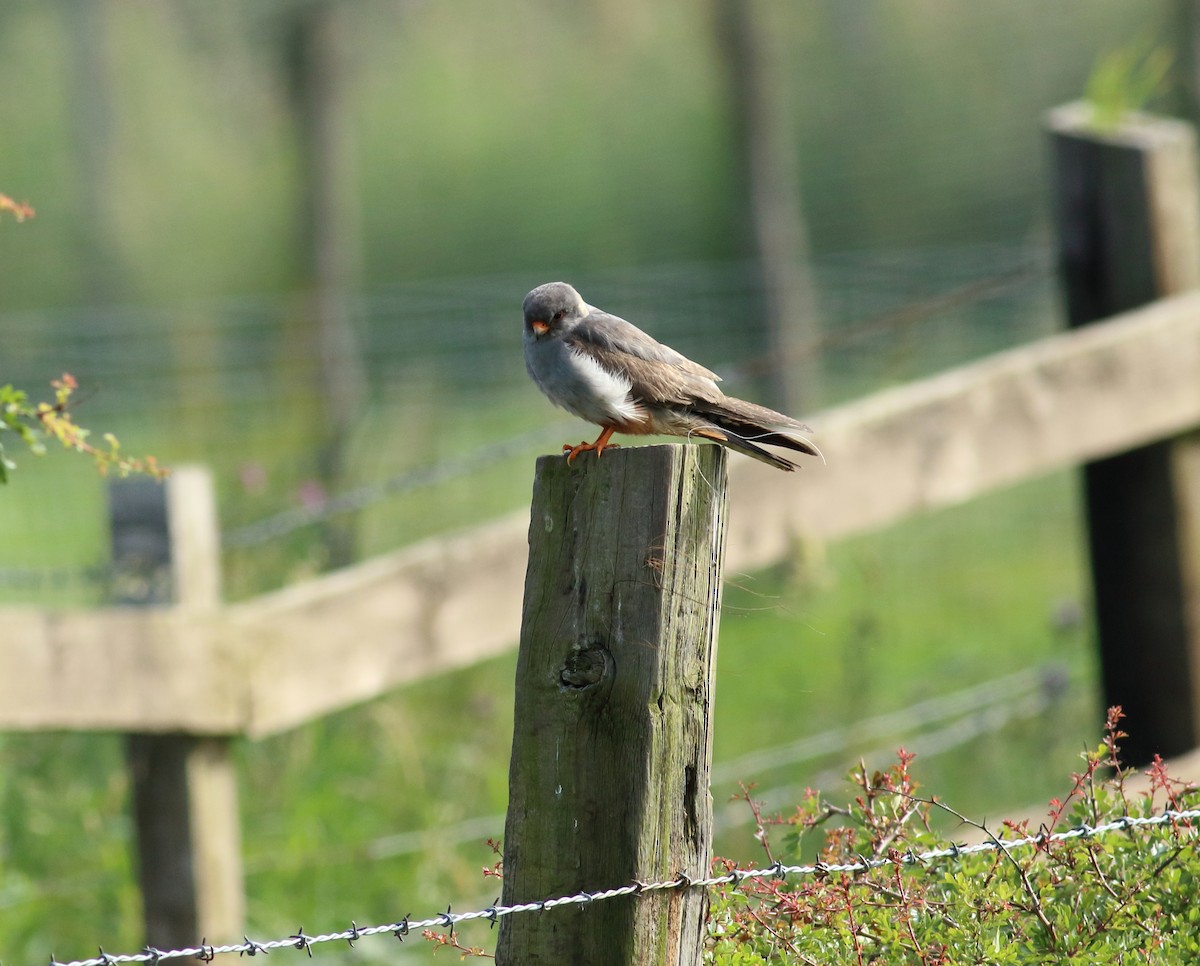 Red-footed Falcon - ML42689311