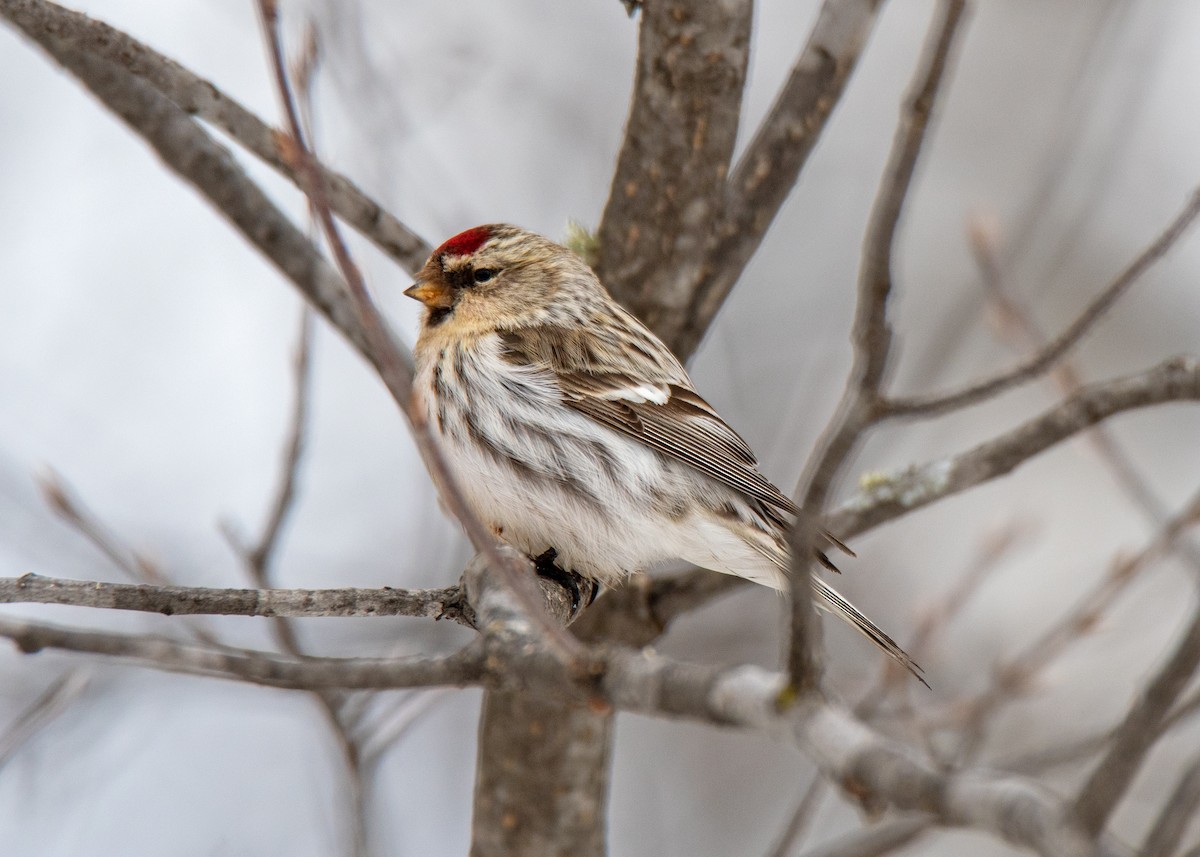 Common Redpoll - Perry Doggrell