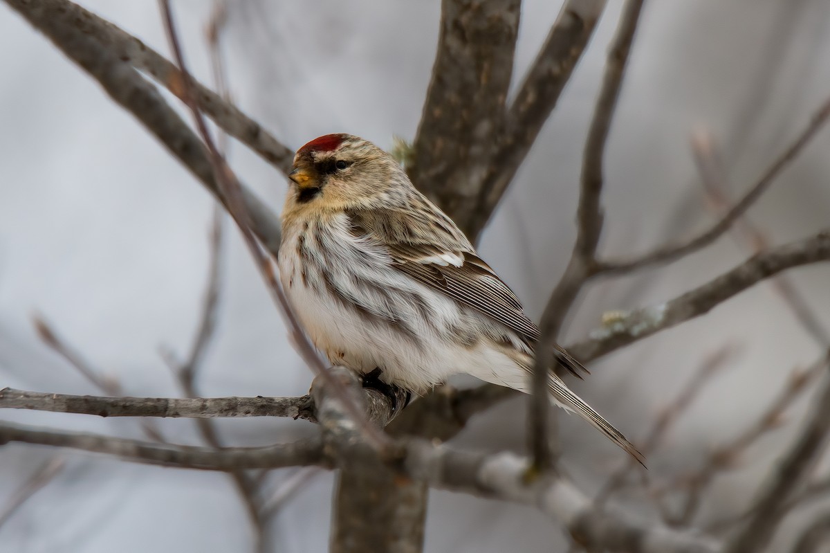 Common Redpoll - Perry Doggrell