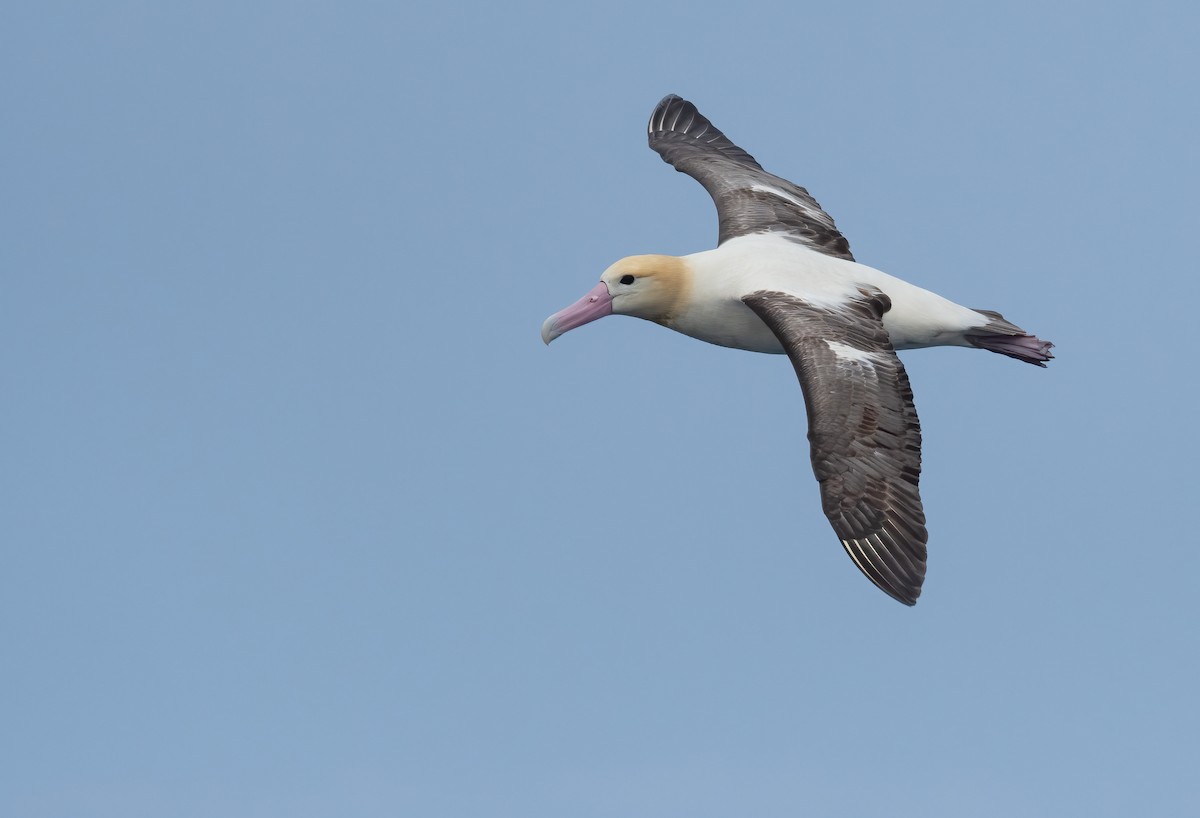 Albatros à queue courte - ML426895561