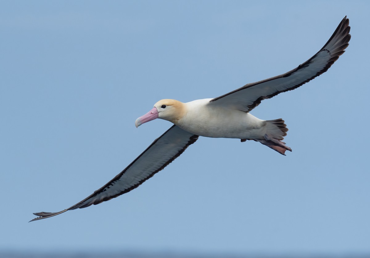 albatros bělohřbetý - ML426895581