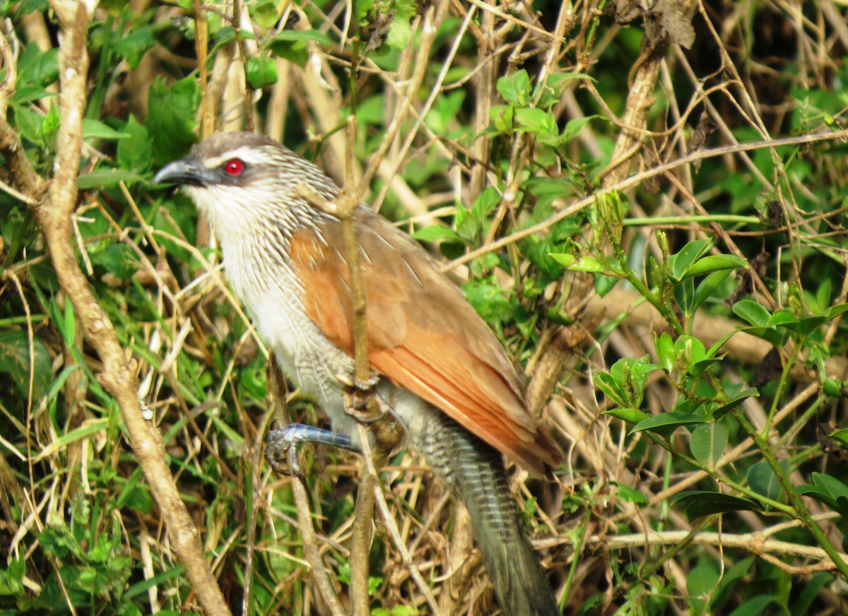 White-browed Coucal - Todd Pepper