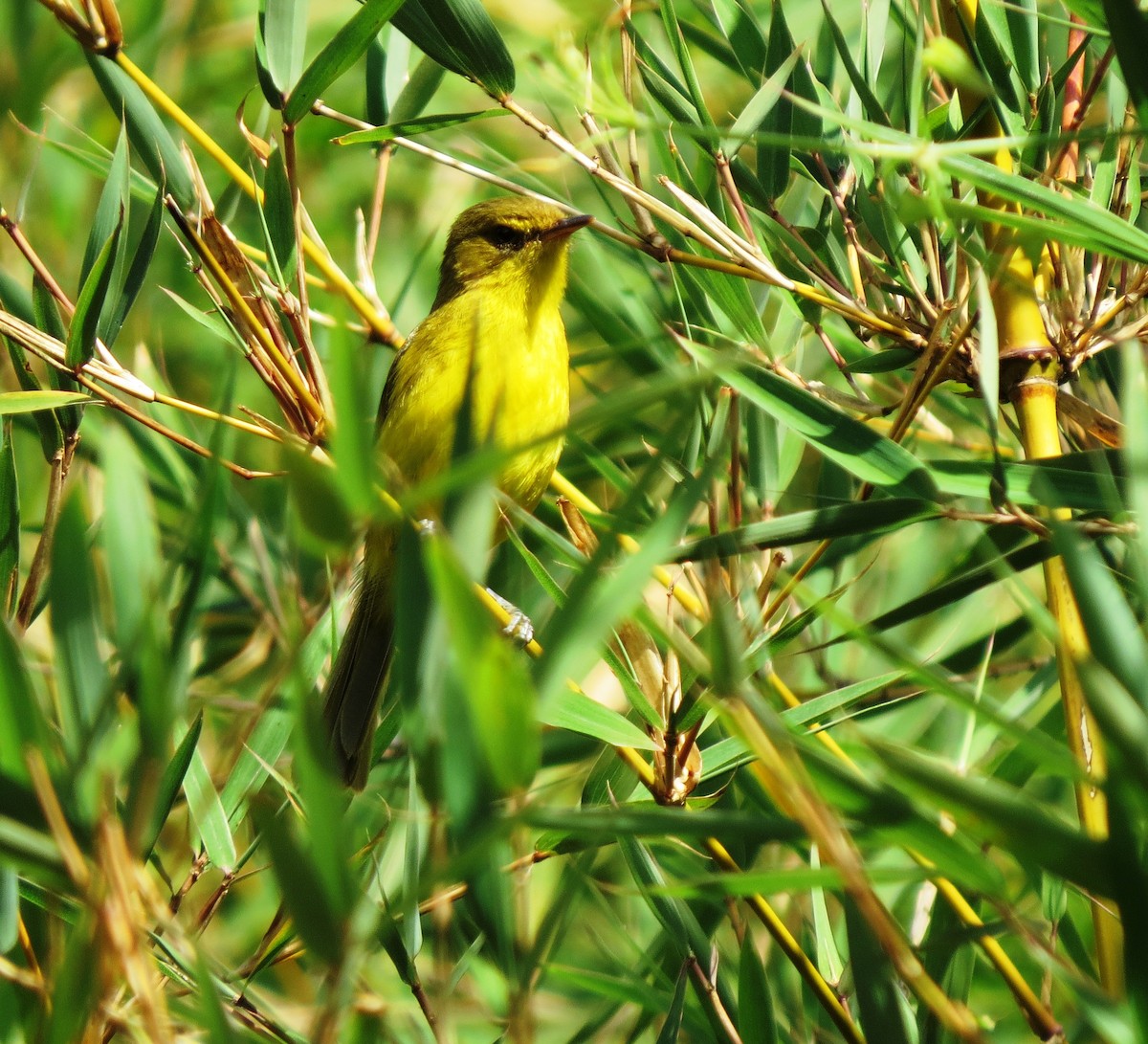 Mountain Yellow-Warbler - Todd Pepper