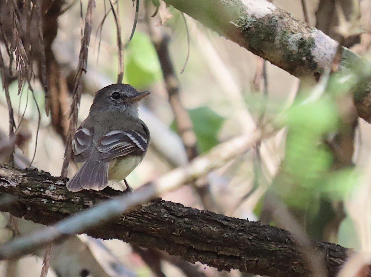 Gray-breasted Flycatcher - ML426906501