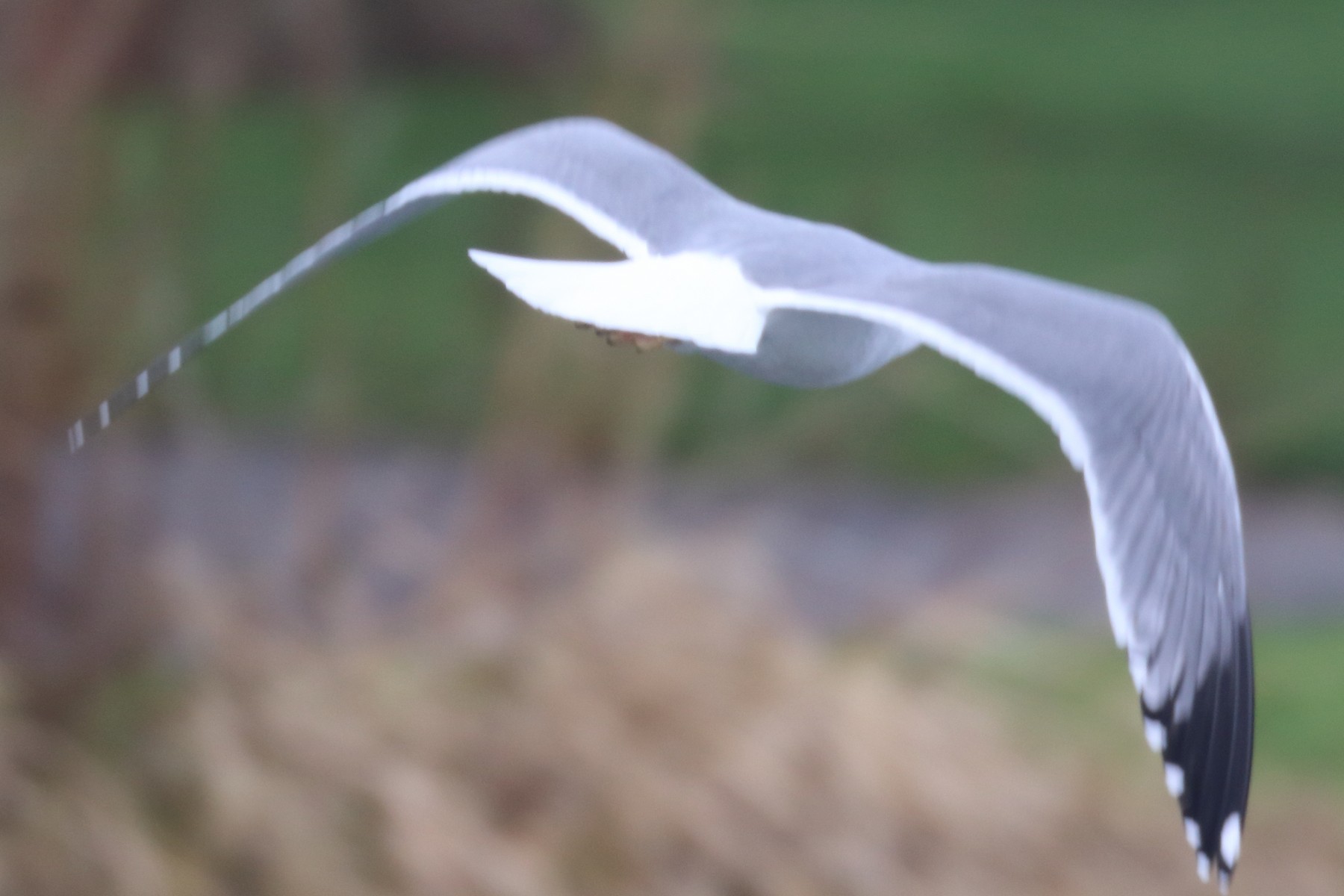 Herring/Yellowlegged Gull eBird