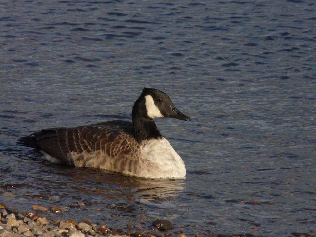 Canada Goose - Germain Savard