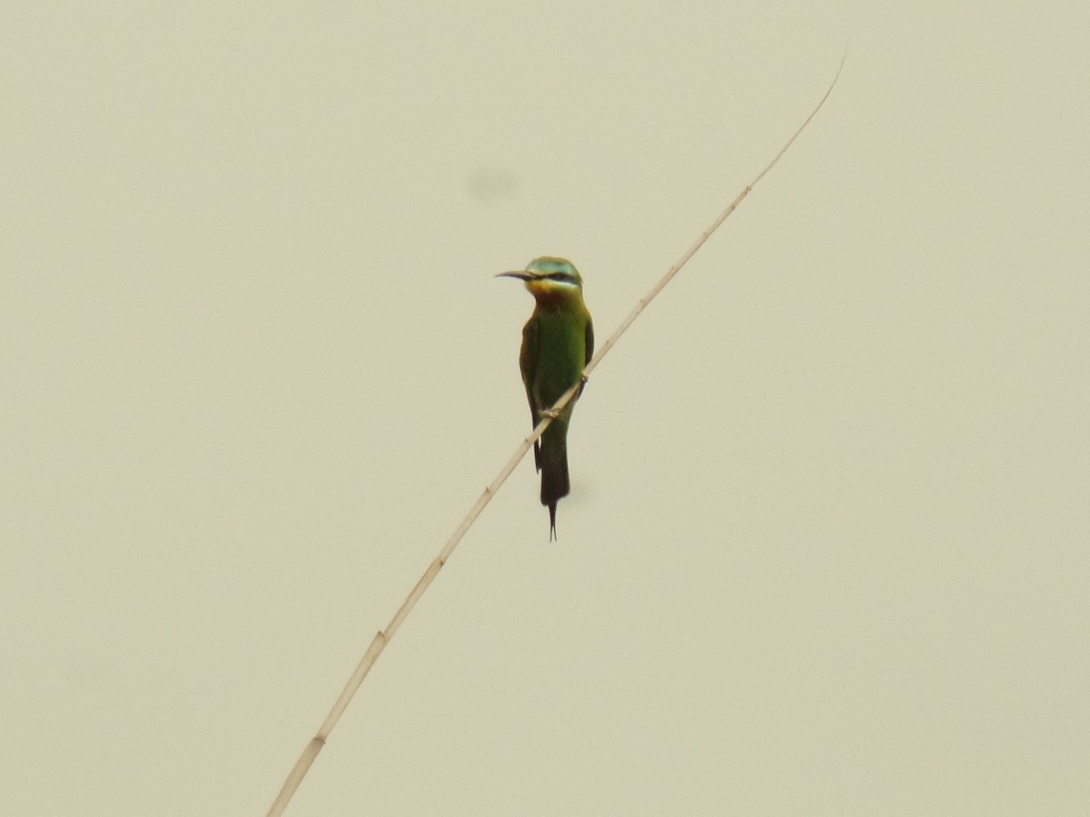 Blue-cheeked Bee-eater - ML426911781
