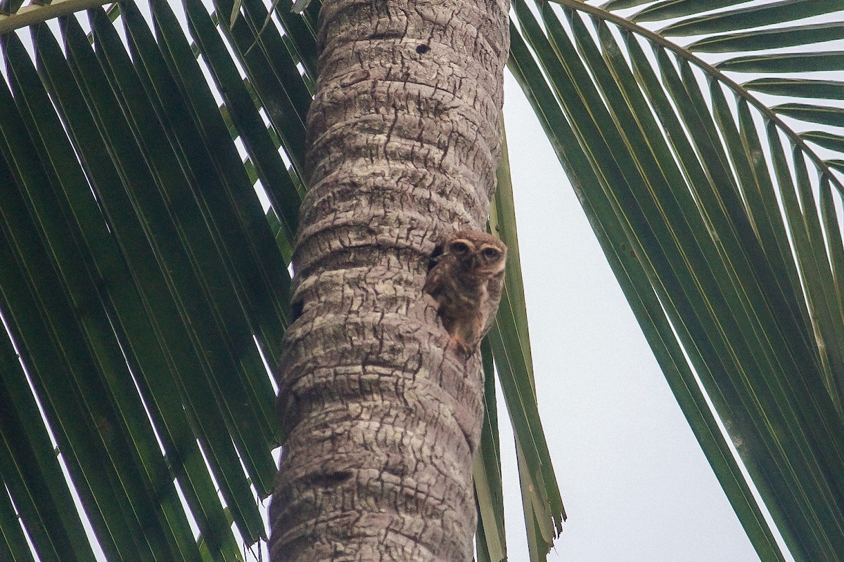 Spotted Owlet - ML426915581