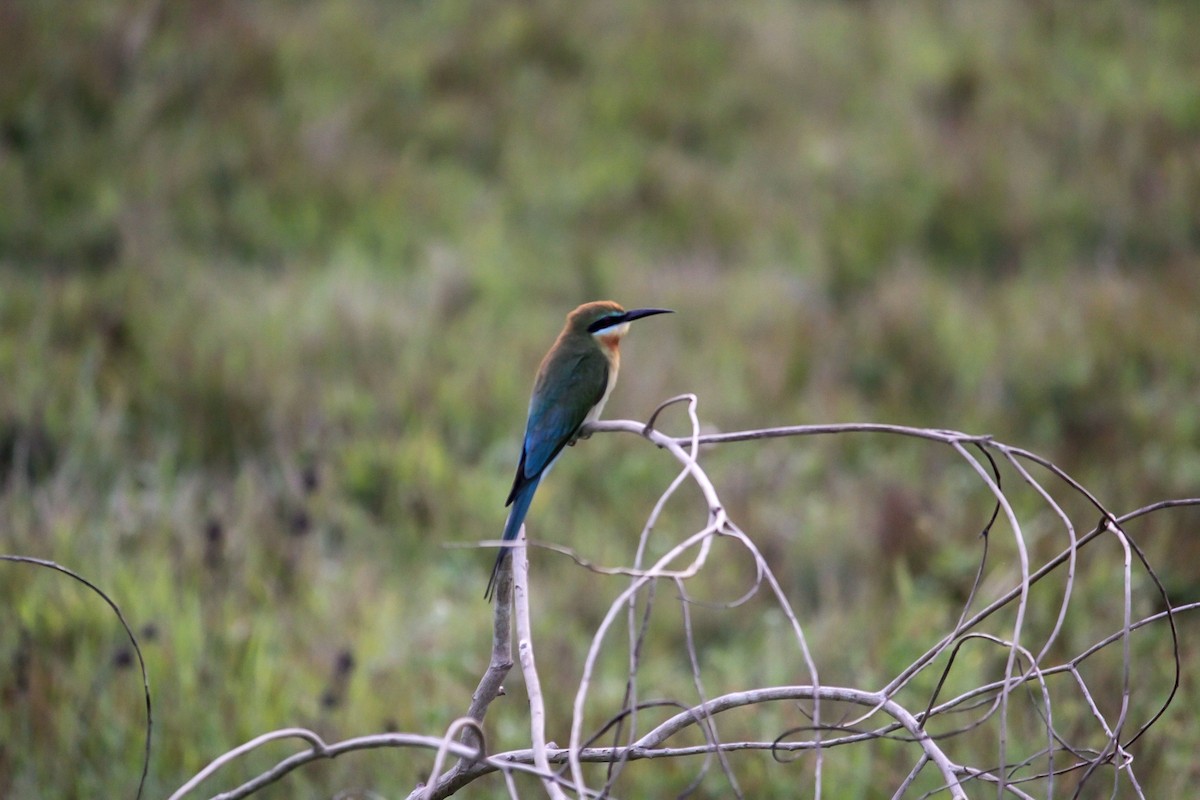 Blue-tailed Bee-eater - ML426915691