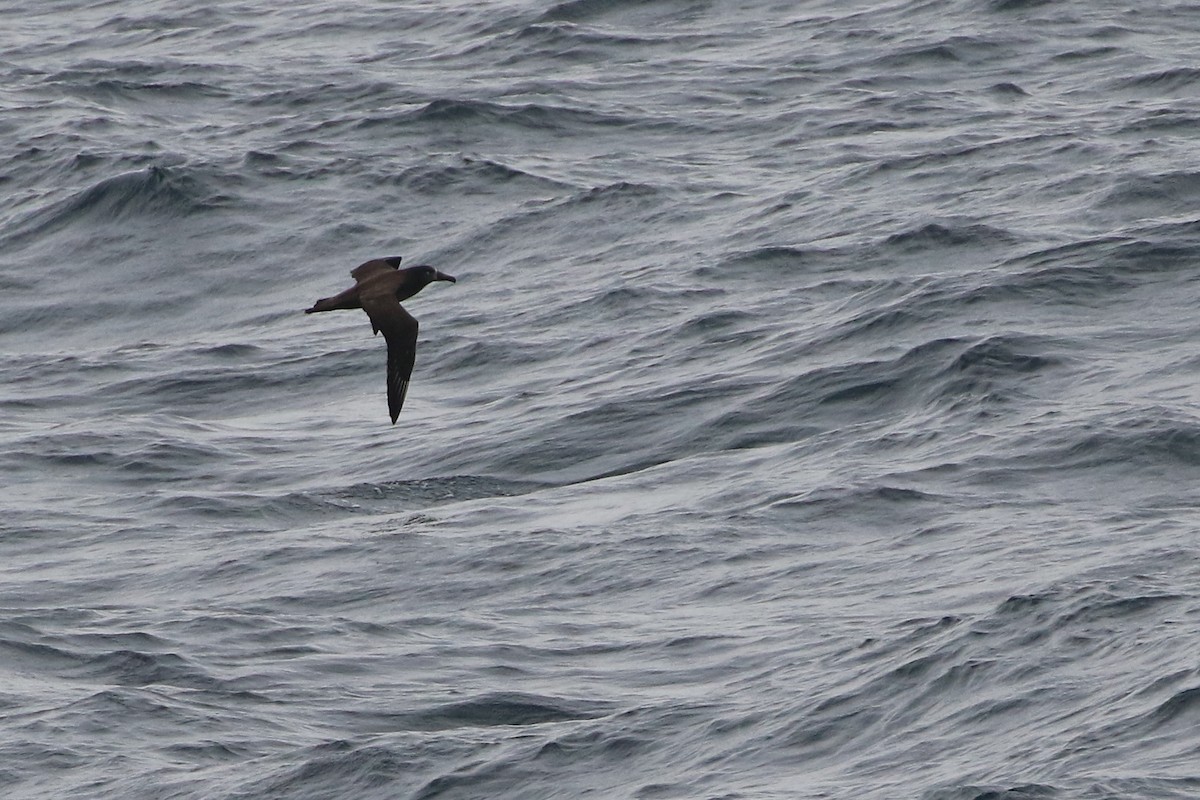Albatros à pieds noirs - ML426915781