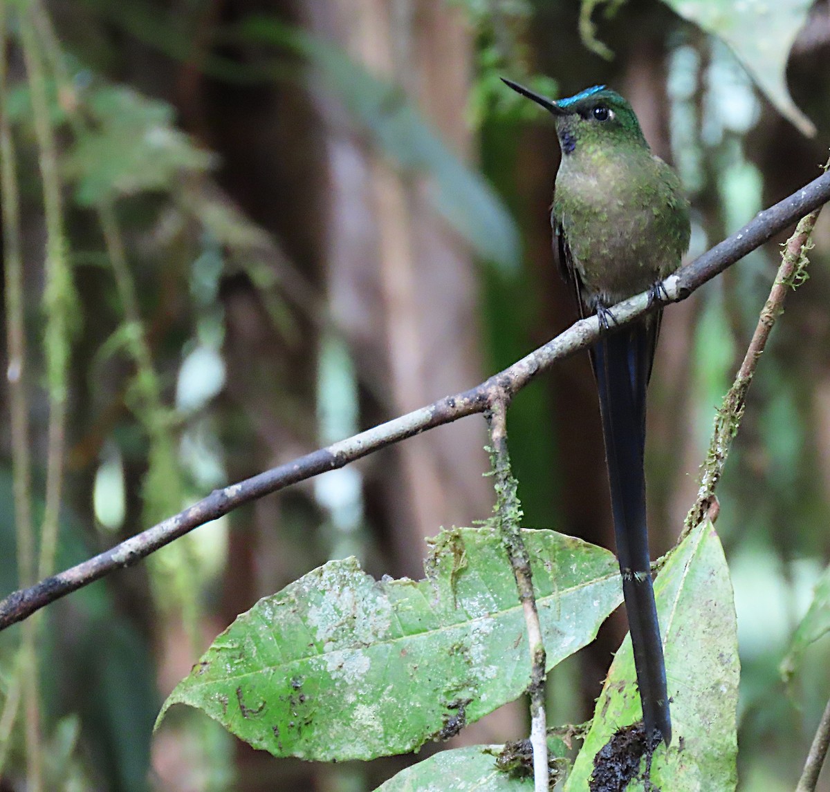 Violet-tailed Sylph - ML426921541