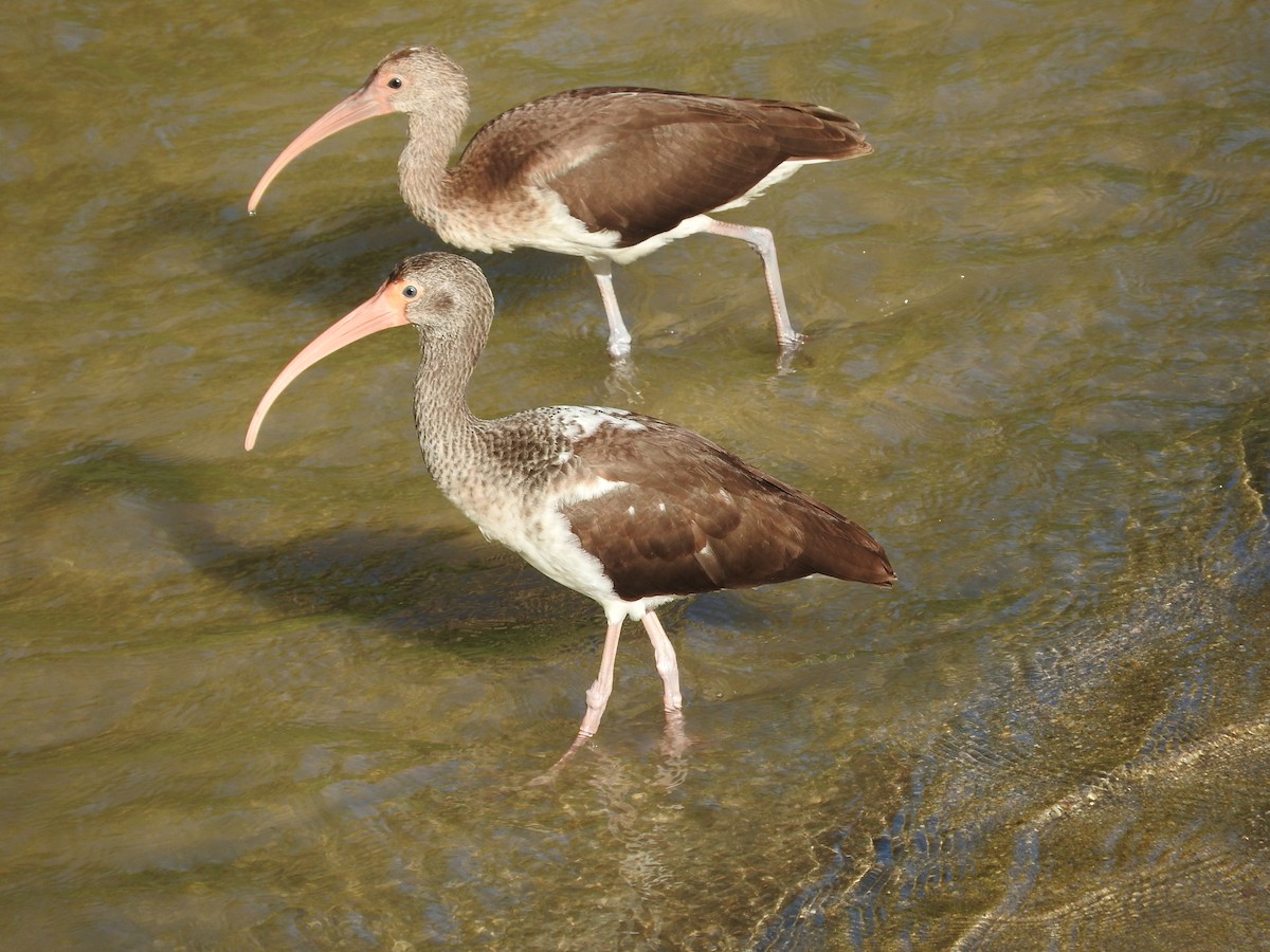 ibis bílý - ML42692341