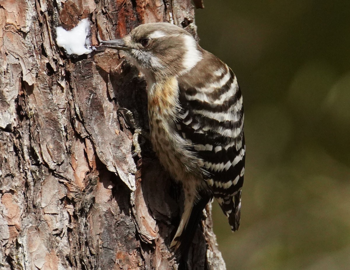 Japanese Pygmy Woodpecker - ML426929401