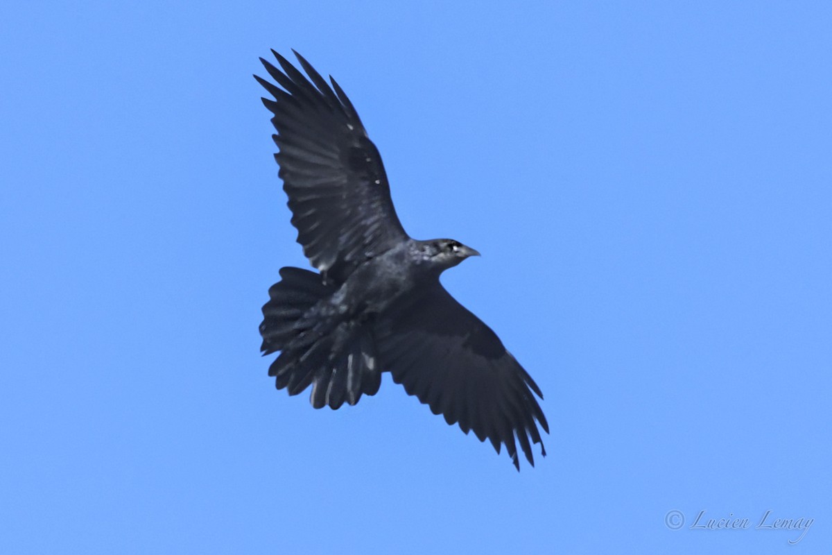 Common Raven - Lucien Lemay