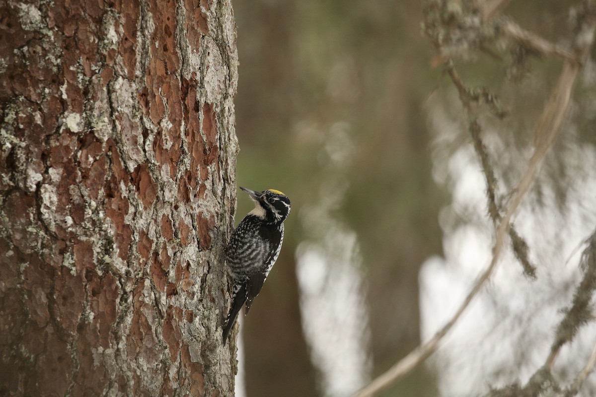 Eurasian Three-toed Woodpecker - ML426930781