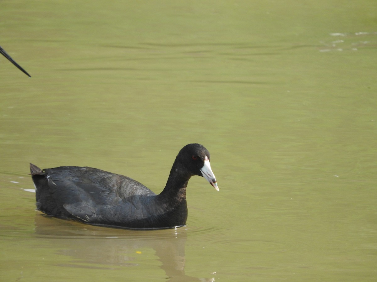 American Coot (Red-shielded) - ML42693521