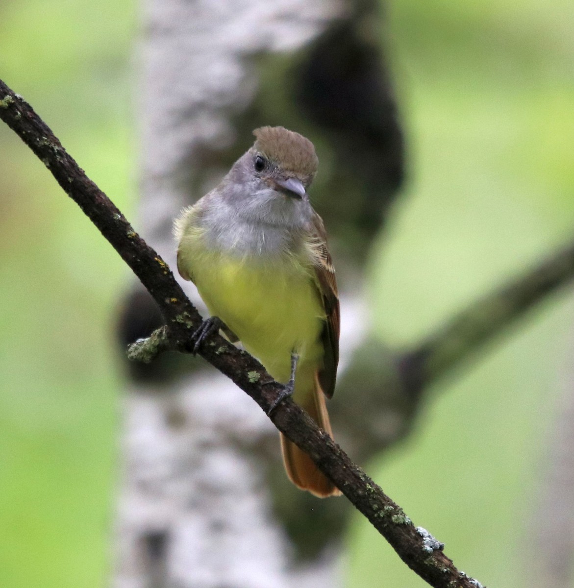 Great Crested Flycatcher - ML426940271