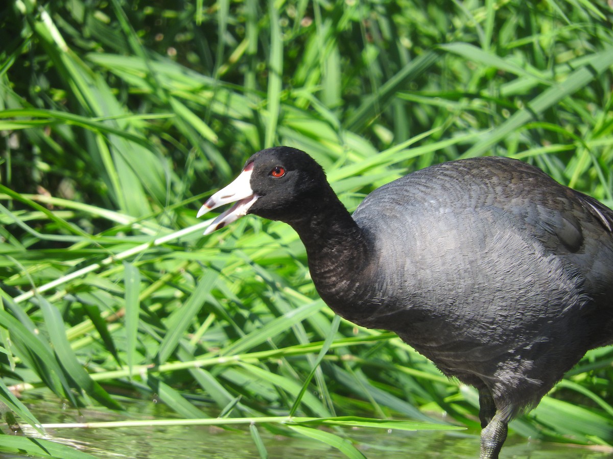 American Coot (Red-shielded) - Cole Gaerber