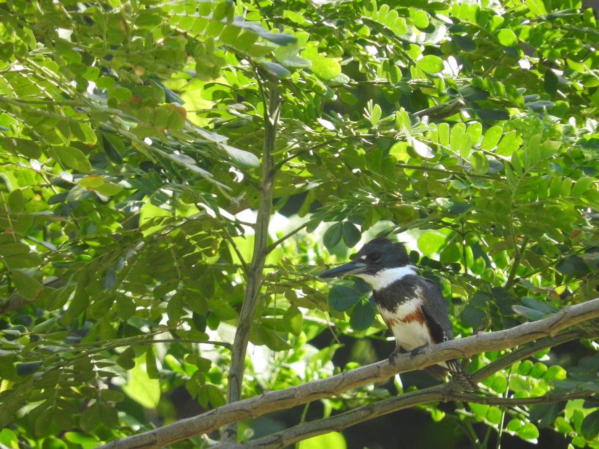 Belted Kingfisher - Cole Gaerber