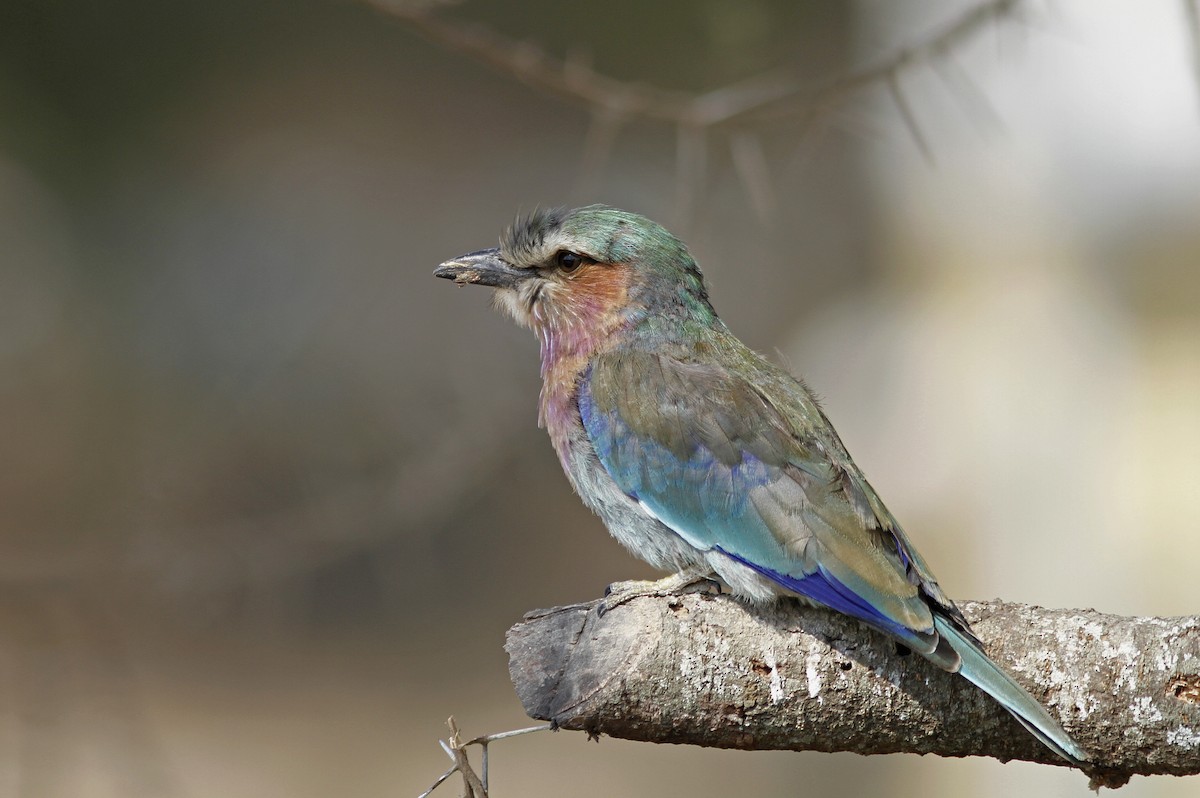 Lilac-breasted Roller (Lilac-breasted) - ML426942871