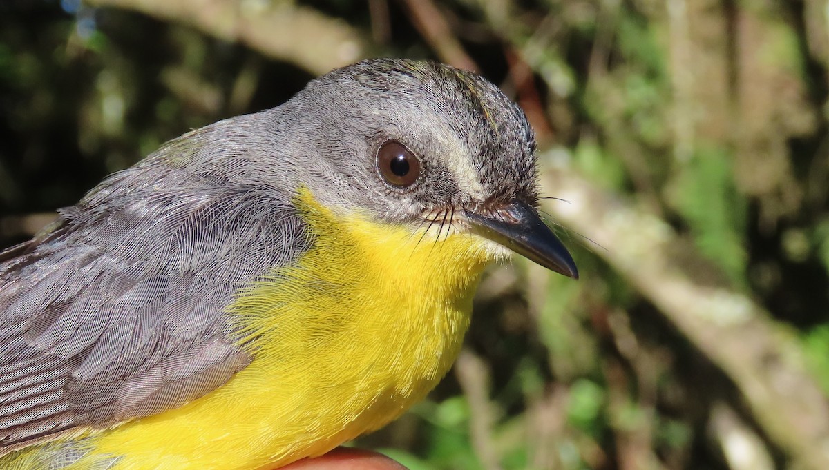 Gray-and-gold Warbler - ML426943931