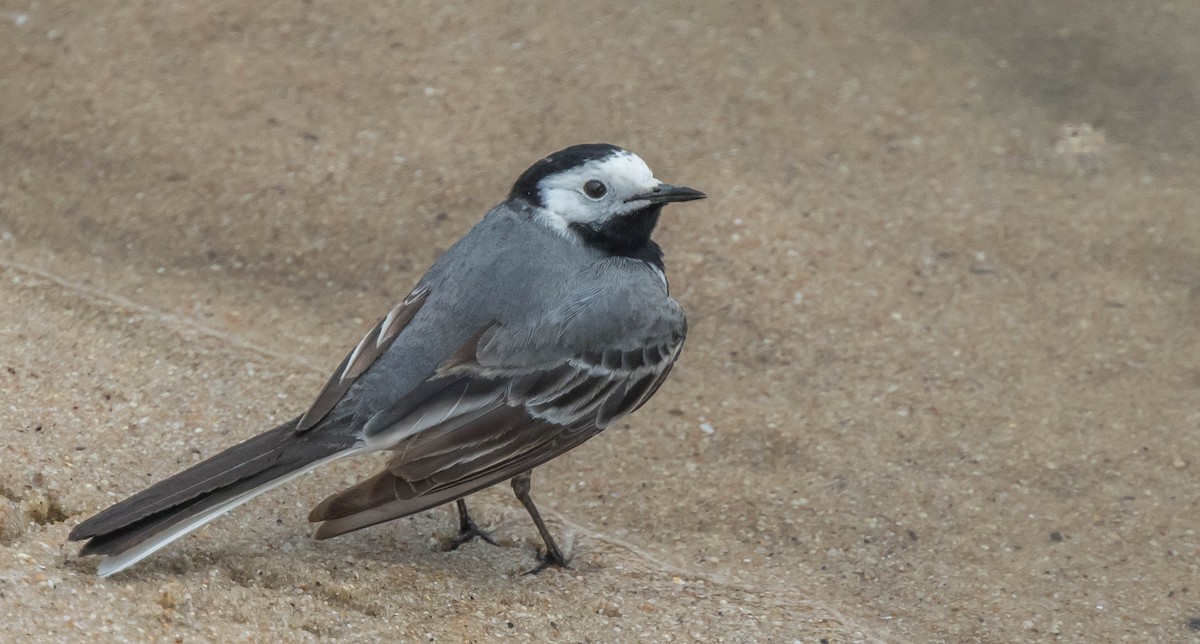 White Wagtail - Francisco Pires