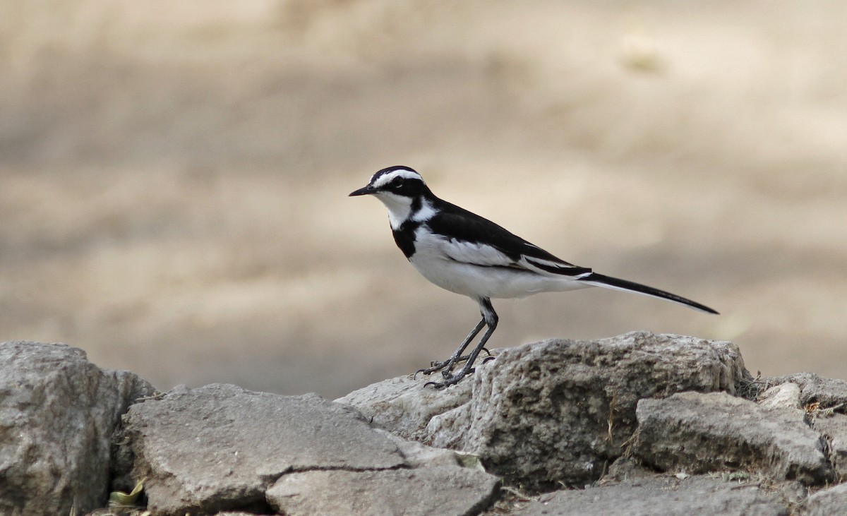 African Pied Wagtail - ML426948621