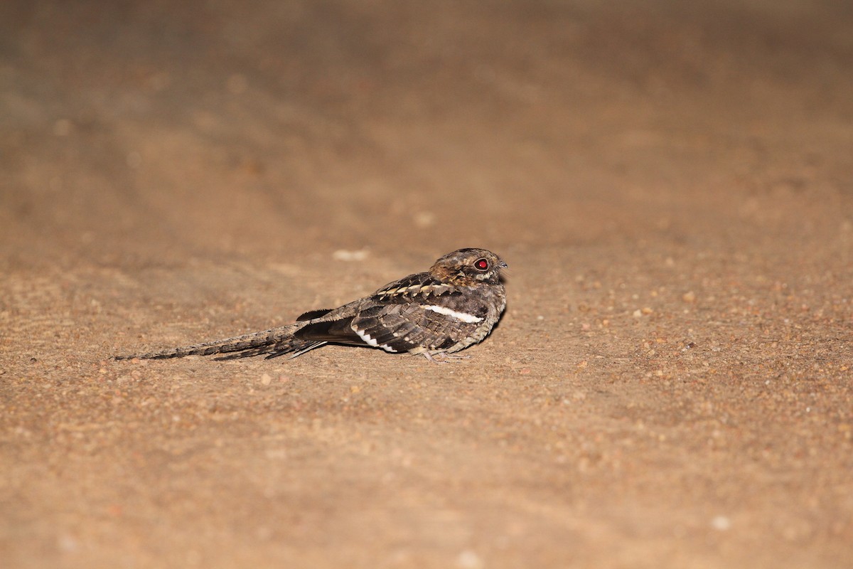 Long-tailed Nightjar - Juan María Domínguez Robledo