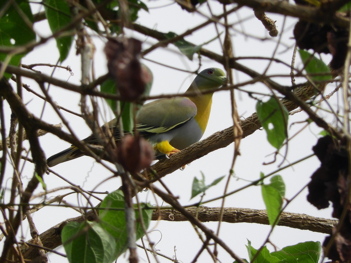 Yellow-footed Green-Pigeon - ML426949381
