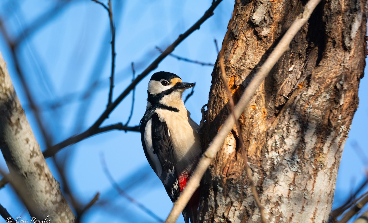 Great Spotted Woodpecker (Great Spotted) - ML426949951