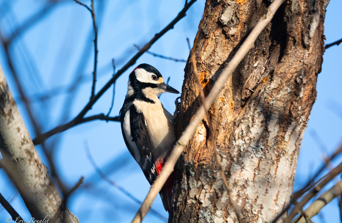Great Spotted Woodpecker (Great Spotted) - ML426949991