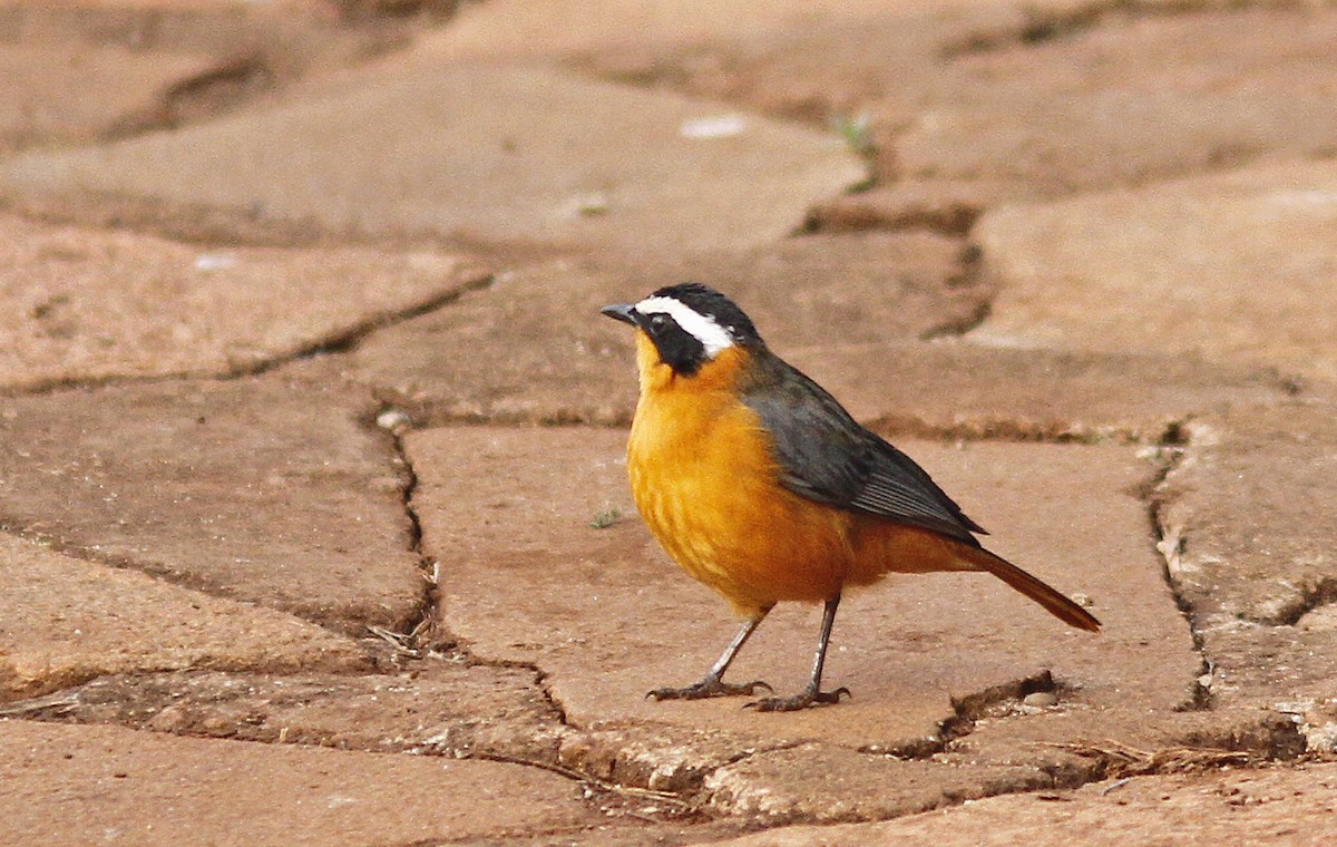 White-browed Robin-Chat - Brian Steger