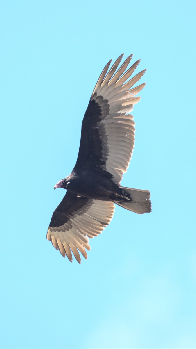 Turkey Vulture - ML426951761