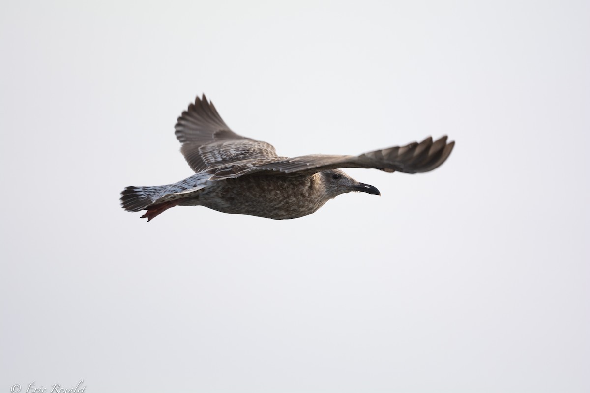 Herring Gull (European) - ML426951931