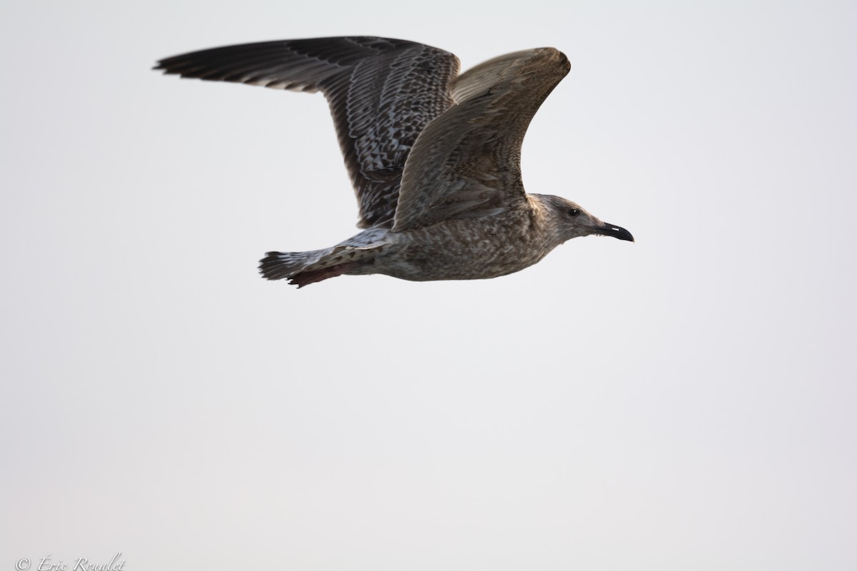 Herring Gull (European) - ML426951971