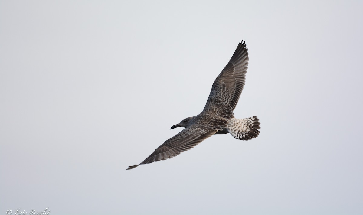 Herring Gull (European) - ML426952171