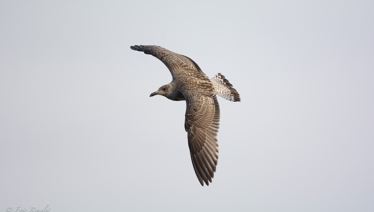 Herring Gull (European) - ML426952251