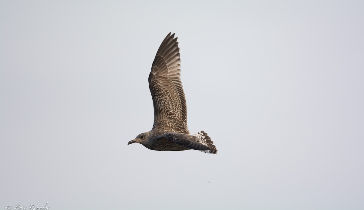 Herring Gull (European) - ML426952391